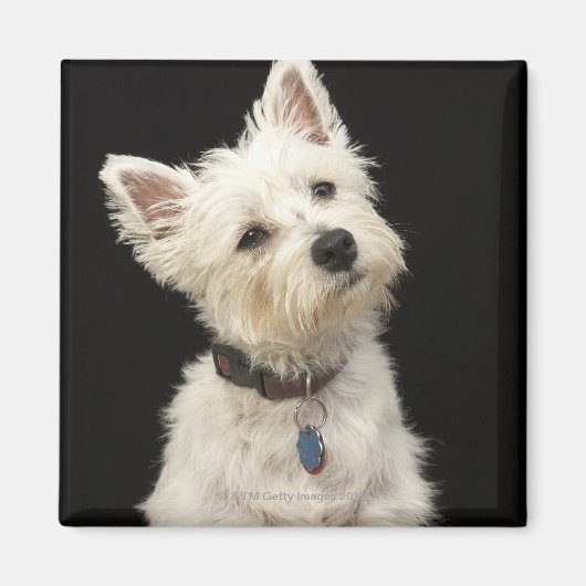 Westie (West Highland shiier) met halsband Magneet (Voorkant)