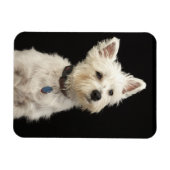 Westie (West Highland shiier) met halsband Magneet (Horizontaal)