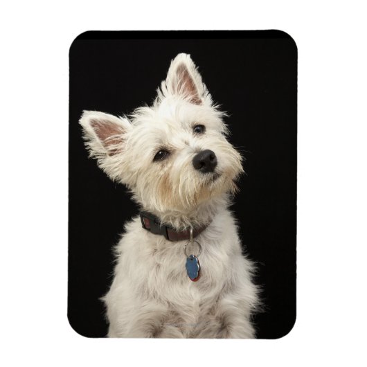 Westie (West Highland shiier) met halsband Magneet (Verticaal)