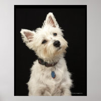 Westie (West Highland shiier) met halsband