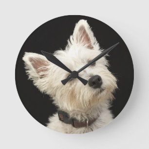 Westie (West Highland shiier) met halsband Ronde Klok