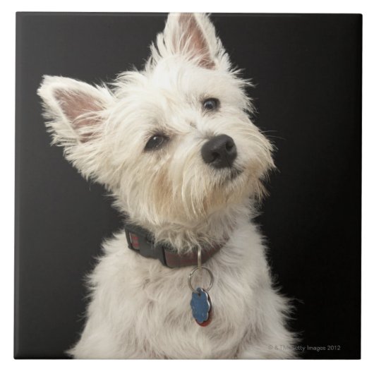 Westie (West Highland shiier) met halsband Tegeltje (Voorkant)
