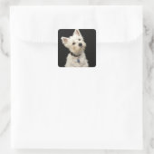 Westie (West Highland shiier) met halsband Vierkante Sticker (Tas)