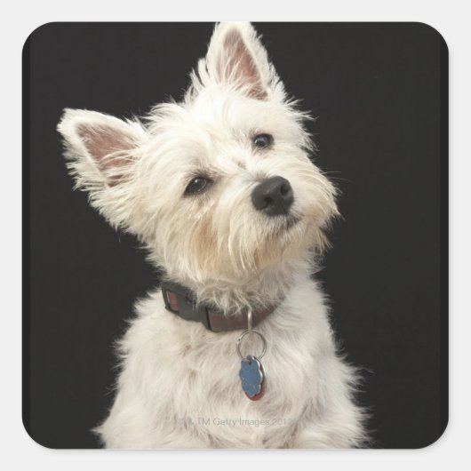 Westie (West Highland shiier) met halsband Vierkante Sticker (Voorkant)