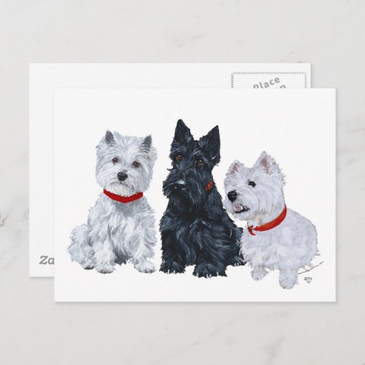 Westies en een Scottie Samen Briefkaart (Voorkant / Achterkant)