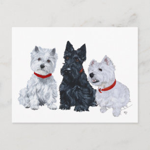 Westies en een Scottie Samen Briefkaart