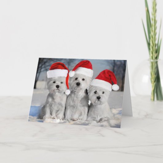 Westies in de winterfeestkaart kaart (Voorkant)