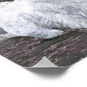 Westies in Schotland Poster (Hoek)