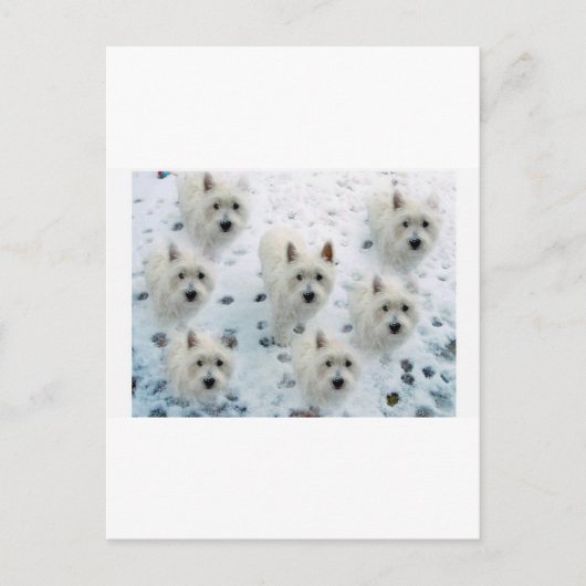 WESTIES IN SNEEUW BRIEFKAART (Voorkant)
