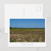 Westkust Wilde Bloemen Zuid-Afrika ZA Briefkaart (Voorkant / Achterkant)