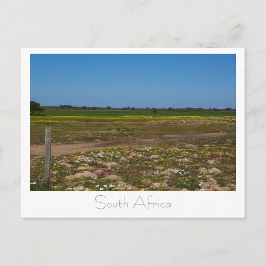 Westkust Wilde Bloemen Zuid-Afrika ZA Briefkaart (Voorkant)