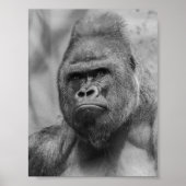 Westland lowland gorilla poster (Voorkant)