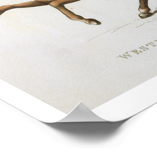 Westminster Cavalry Volunteer, bord 4 van 'Loyal Poster (Hoek)