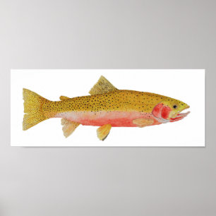 Westslope Cutkeel Trout Waterverf Poster