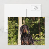 Wet Gordon Setter-Briefkaart Briefkaart (Voorkant / Achterkant)