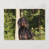 Wet Gordon Setter-Briefkaart Briefkaart (Voorkant)