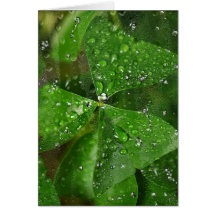Wet Irish Shamrock