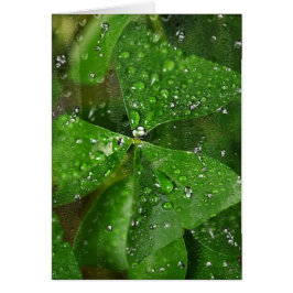 Wet Irish Shamrock