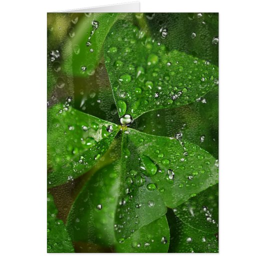 Wet Irish Shamrock (Voorkant)