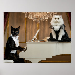 wet op de kattenpiano-lounge poster