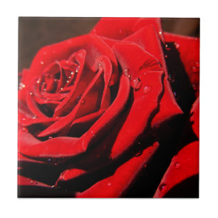 Wet Single Red Rose Flower Tegel Tegeltje