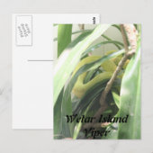 wetar island viper briefkaart (Voorkant / Achterkant)