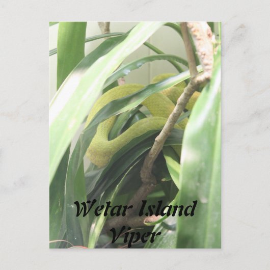 wetar island viper briefkaart (Voorkant)