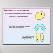 Wetenschap, Biowetenschappen Aseksuele reproductie Poster (Voorkant)