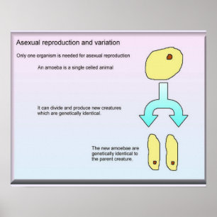 Wetenschap, Biowetenschappen Aseksuele reproductie Poster