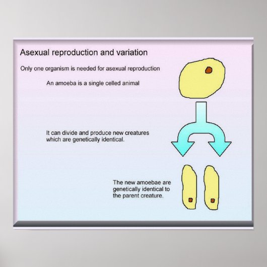 Wetenschap, Biowetenschappen Aseksuele reproductie Poster (Voorkant)