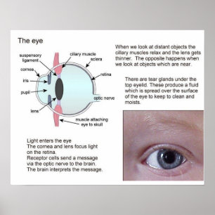 Wetenschap, biowetenschappen, het oog poster
