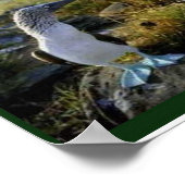 Wetenschap, dieren uit de Galapagos Poster (Hoek)