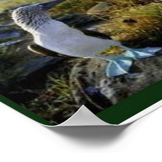 Wetenschap, dieren uit de Galapagos Poster (Hoek)