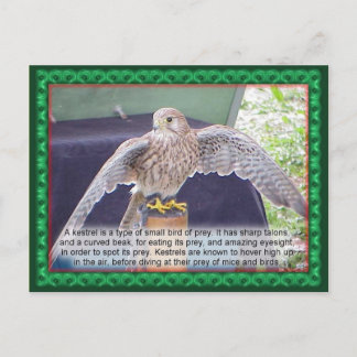 Wetenschap, dieren, vogels, torenvalk briefkaart