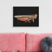 Wetenschap - Entomologie - Het specimen Canvas Afdruk (Insitu (Woonkamer))