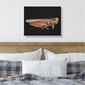Wetenschap - Entomologie - Het specimen Canvas Afdruk (Insitu (Slaapkamer))