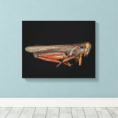 Wetenschap - Entomologie - Het specimen Canvas Afdruk (Insitu (Houten vloer))