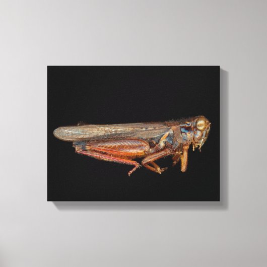 Wetenschap - Entomologie - Het specimen Canvas Afdruk (Voorkant)