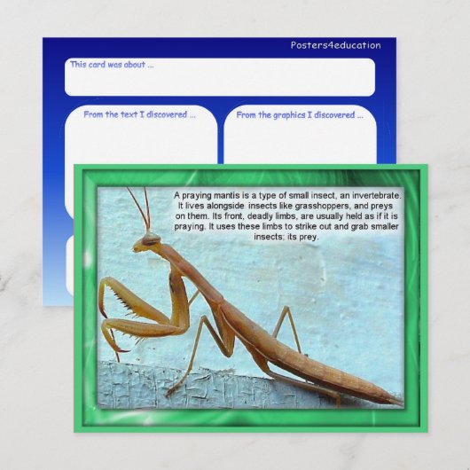 Wetenschap, Insecten, Praying Mantis Briefkaart (Voorkant / Achterkant)