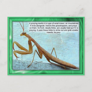 Wetenschap, Insecten, Praying Mantis Briefkaart