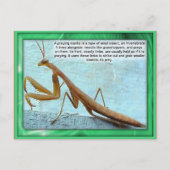 Wetenschap, Insecten, Praying Mantis Briefkaart (Voorkant)