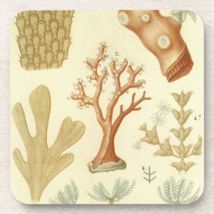 Wetenschap leerboek Biologie,  koraaldieren Bier Onderzetter