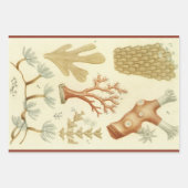 Wetenschap leerboek Biologie, koraaldieren Inpakpapier Vel (Voorkant 3)