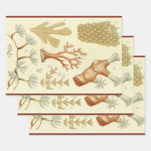 Wetenschap leerboek Biologie, koraaldieren Inpakpapier Vel (Set)