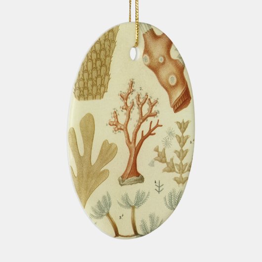 Wetenschap leerboek Biologie,  koraaldieren Keramisch Ornament (Rechts)