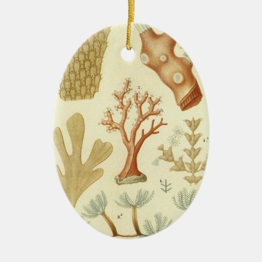 Wetenschap leerboek Biologie,  koraaldieren Keramisch Ornament (Voorkant)