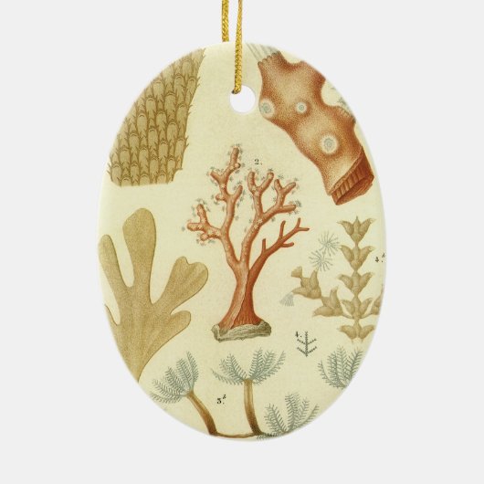 Wetenschap leerboek Biologie,  koraaldieren Keramisch Ornament (Achterkant)