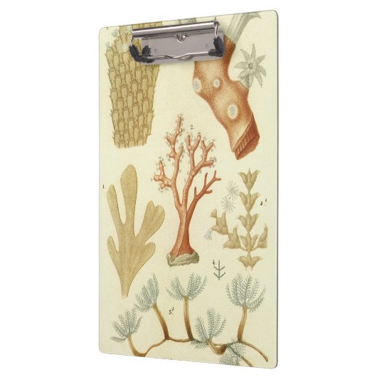 Wetenschap leerboek Biologie,  koraaldieren Klembord (Links)