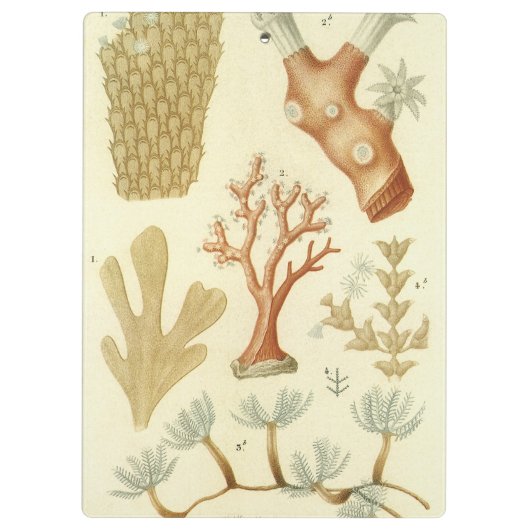 Wetenschap leerboek Biologie,  koraaldieren Klembord (Achterkant)