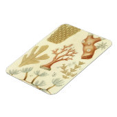 Wetenschap leerboek Biologie,  koraaldieren Magneet (Linkerzijde)